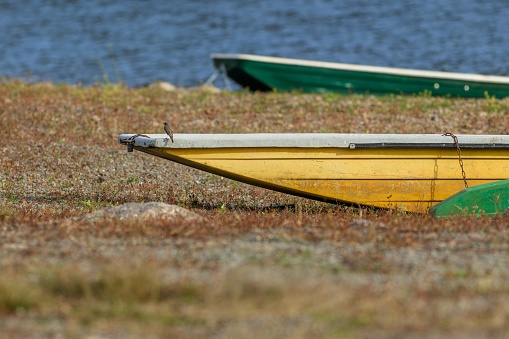 Yellow and green wherries lying on the sandy shore. A little bird, a black redstart, perching on the yellow boat. Sunny day by a river.