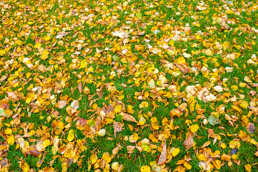 Background of colorful autumn leaves on a green lawn in the park.