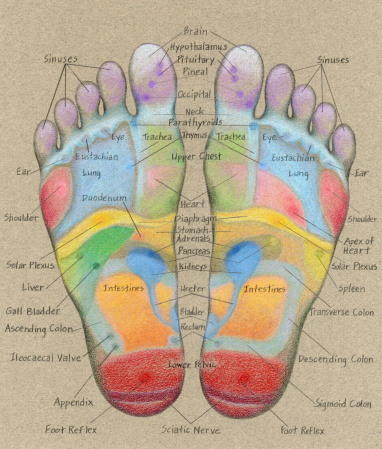 Original illustration by Jenny Speckels in prismacolor pencil on toned paper of the acupressure areas on the bottom of the right and left foot. Areas are labeled with hand lettering.