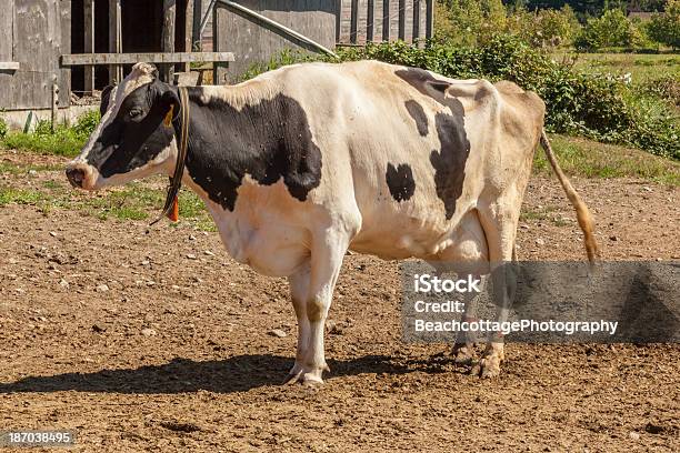 Holstein 1 - zdjęcia stockowe i więcej obrazów Bydło - Bydło, Bydło holsztyno-fryzyjskie, Bydło mleczne