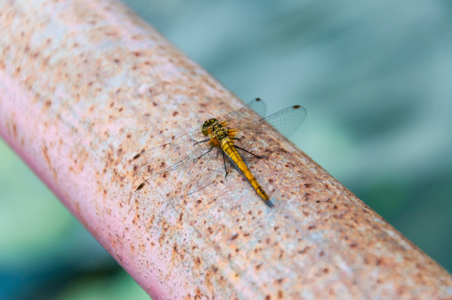 Macro shot of the dragonfly on a rusty pipe.