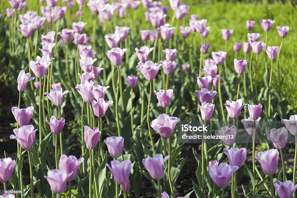 Cama de tulipanes - Foto de stock de Aire libre libre de derechos