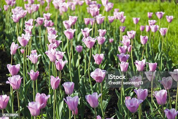 Photo libre de droit de Lit De Tulipes banque d'images et plus d'images libres de droit de Botanique - Botanique, Bouquet formel, Feuille