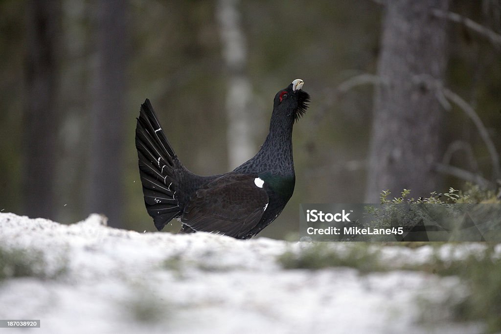 Grand tétras, Tetrao urogallus - Photo de Grand tétras libre de droits