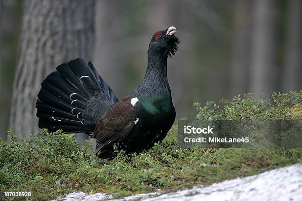 Photo libre de droit de Grand Tétras Tetrao Urogallus banque d'images et plus d'images libres de droit de Grand tétras - Grand tétras, Animaux à l'état sauvage, Bois