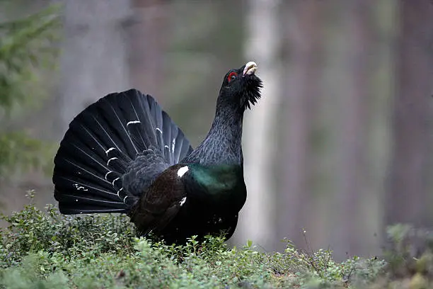Capercaillie, Tetrao urogallus, single male in woodland, Sweden