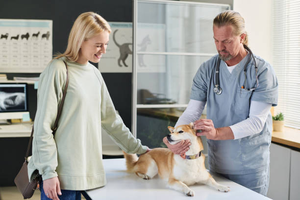 istock Veterinarian Making Dog Ear Examination During Checkup in Clinic 1870393109