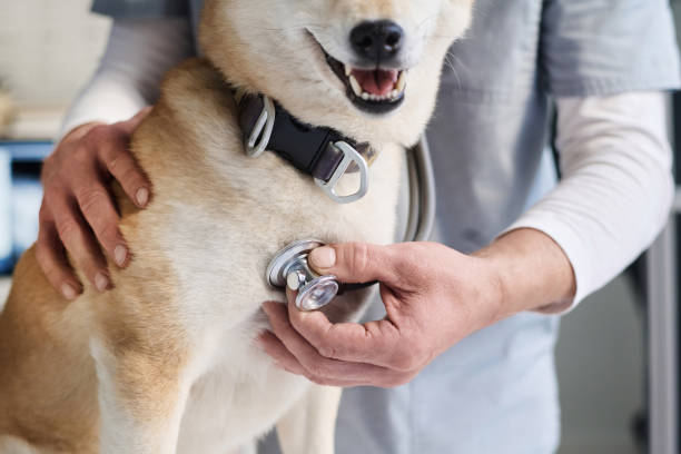 istock Veterinarian Checking Dog Heart Using Professional Equipment 1870395189