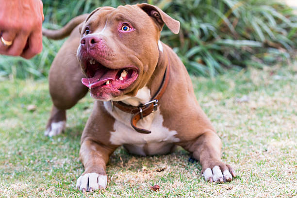 American Pitbull Terrier American Pitbull Terrier looking at the ball to catch. Vicious looking dog. american pit bull terrier stock pictures, royalty-free photos & images