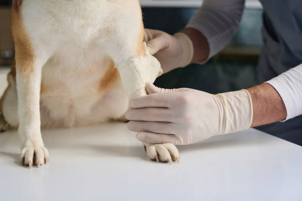 istock Veterinarian Giving First Aid to Dog 1870396258