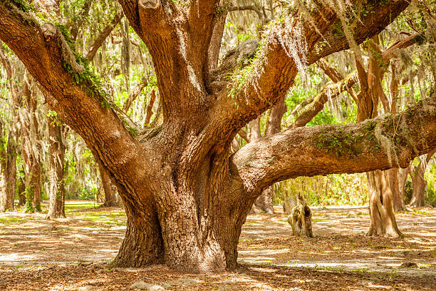 starke oak - moss spanish moss stock-fotos und bilder