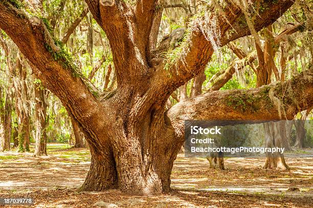 Starke Oak Stockfoto und mehr Bilder von Virginische Eiche - Virginische Eiche, Insel Amelia Island - Florida, Insel Saint Simon's Island