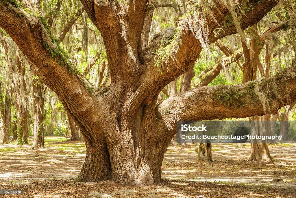 Fuerte de Oak - Foto de stock de Roble vivo libre de derechos