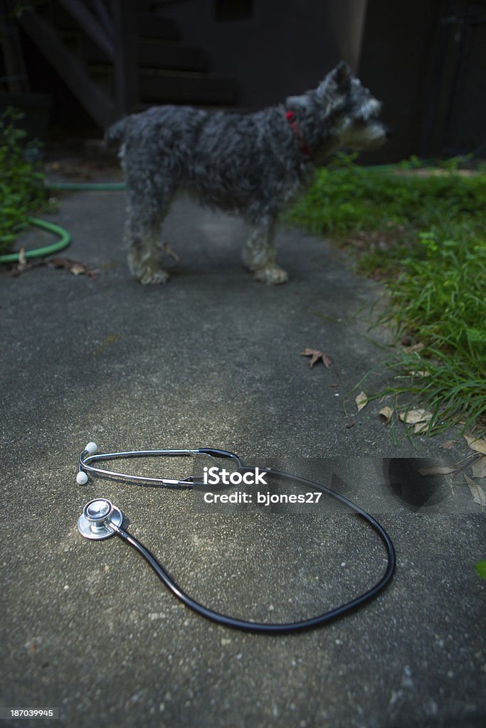 Dog Health stethoscope in front of dog Aging Process Stock Photo