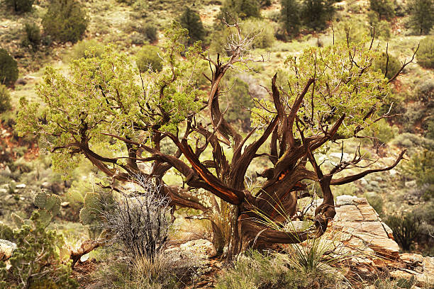 juniper tree juniperus osteosperma kolor - chwytniki zdjęcia i obrazy z banku zdjęć