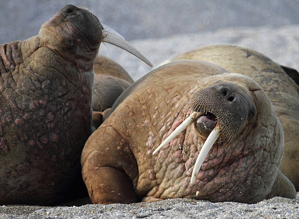 istock Two Arctic Walrus Fighting in Svalbard Norway 187040156