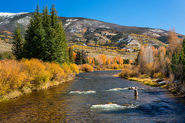 Woman Fly-Fishing in the Blue River, Summit County, Colorado A woman fly-fishing in the Blue River, north of Silverthorne, Summit County, Colorado.  Image captured in the early fall after a light snowfall. summit county stock pictures, royalty-free photos & images