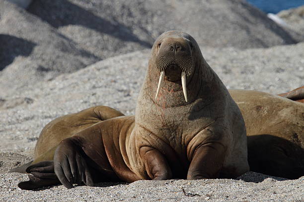 arctic tricheco svalbard norvegia - tricheco foto e immagini stock