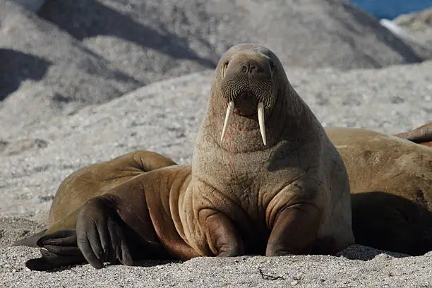 A walrus on a beach in Norway