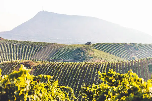 Sicilian vineyards landscape.