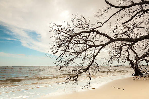 driftwood filiali - cumberland island foto e immagini stock