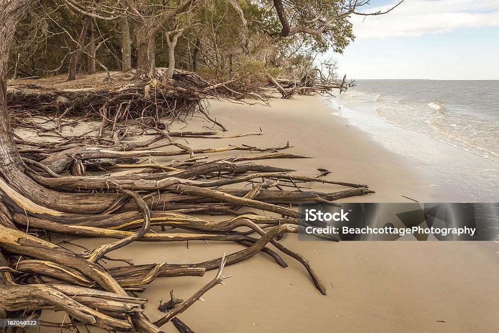 Wurzeln am Strand - Lizenzfrei Barriereinsel Stock-Foto