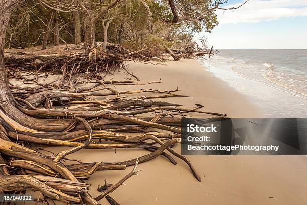 Wurzeln Am Strand Stockfoto und mehr Bilder von Barriereinsel - Barriereinsel, Brandung, Fotografie
