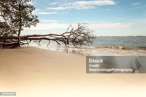Árbol Caído En La Playa Foto de stock y más banco de imágenes de Agua - Agua, Aire libre, Arena