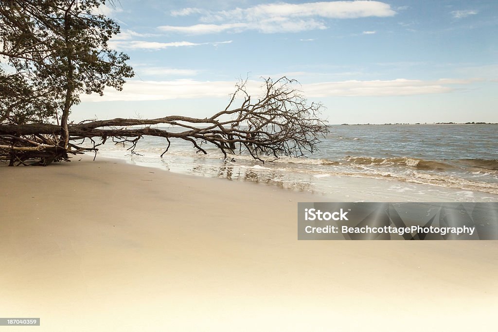 Albero caduto sulla spiaggia - Foto stock royalty-free di Acqua
