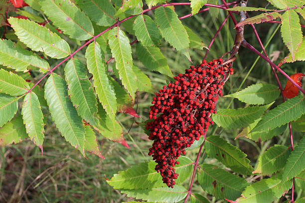 Red Color in Nature - Sumac Berries Beautiful color in late summer in Iowa sumac stock pictures, royalty-free photos & images