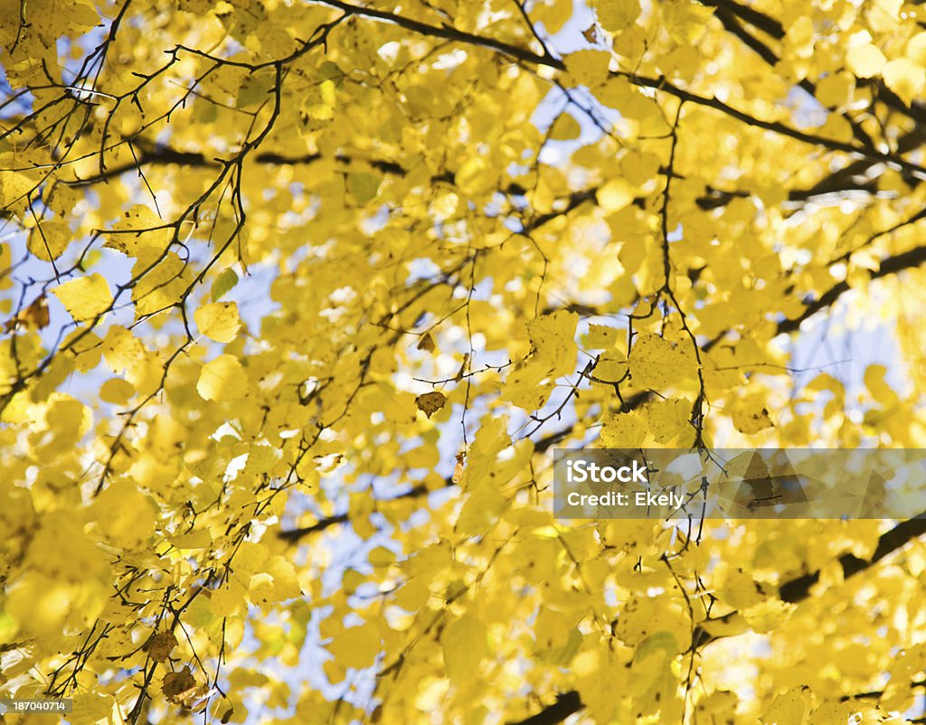 Laubwälder Bäume im Herbst. - Lizenzfrei Baum Stock-Foto