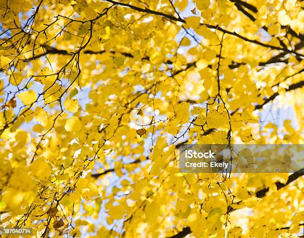 Laubwälder Bäume Im Herbst Stockfoto und mehr Bilder von Baum - Baum, Bildhintergrund, Birke