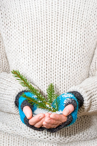 Female hands holding a fir twig and snow stock photo