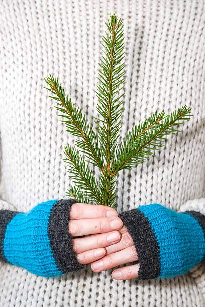 istock Female hands holding fir twig 187041456