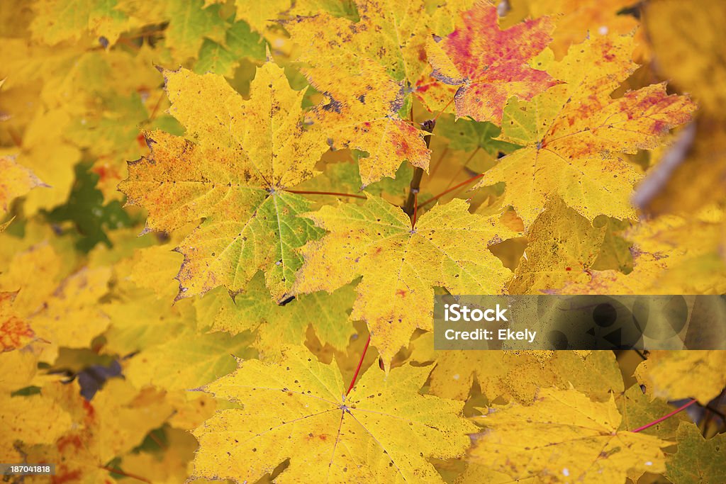Árvores decíduas no outono nos EUA. - Foto de stock de Ajardinado royalty-free