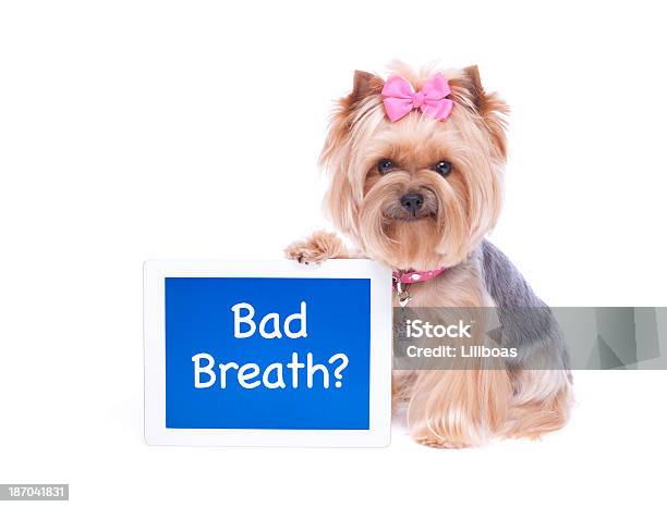 ヨークシャーテリア犬でデジタルタブレットコンピューターを持つ - 犬のストックフォトや画像を多数ご用意 - 犬, 問う, 歯科衛生