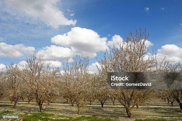 オーチャードのアーモンドの木が開花 - カラー画像のストックフォトや画像を多数ご用意 - カラー画像, カリフォルニア州, 並んでいる