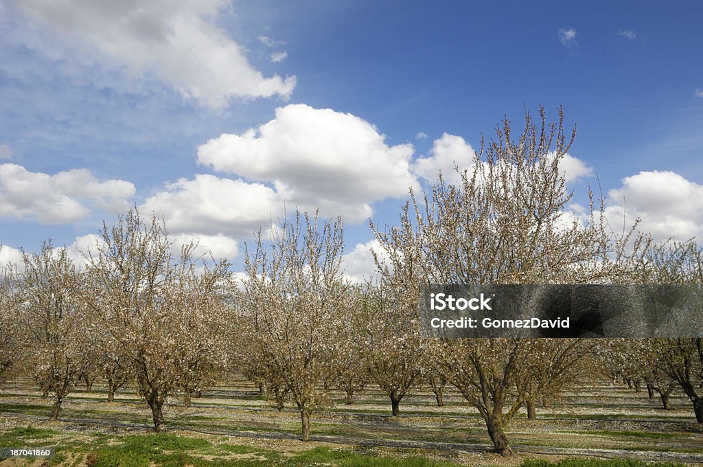 Pomar de amendoeiras com flores - Foto de stock de Agricultura royalty-free