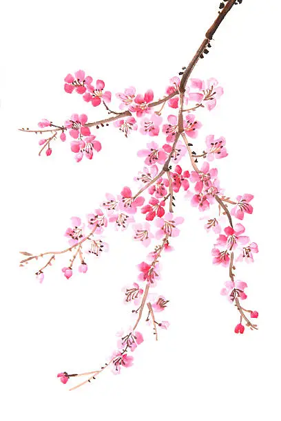 Chinese painting of flowers, plum blossom, on white background.