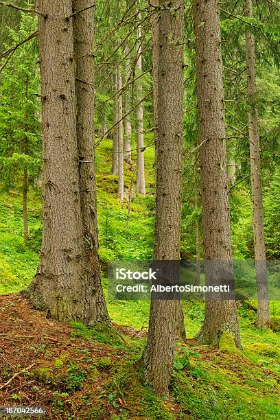 Photo libre de droit de Dans Les Bois banque d'images et plus d'images libres de droit de Alpes européennes - Alpes européennes, Arbre, Arbre à feuilles persistantes