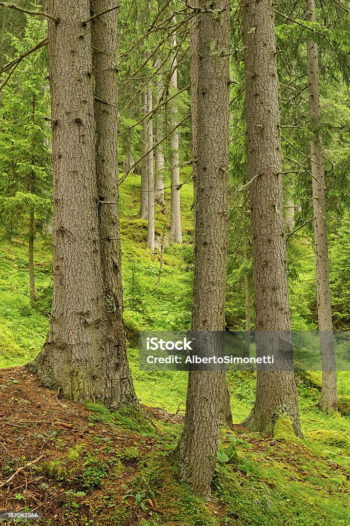 Na floresta - Foto de stock de Alpes europeus royalty-free