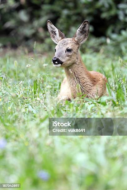 귀여운 Fawn 라잉 In The Grass 다마사슴에 대한 스톡 사진 및 기타 이미지 - 다마사슴, 뿔, 세로-구도