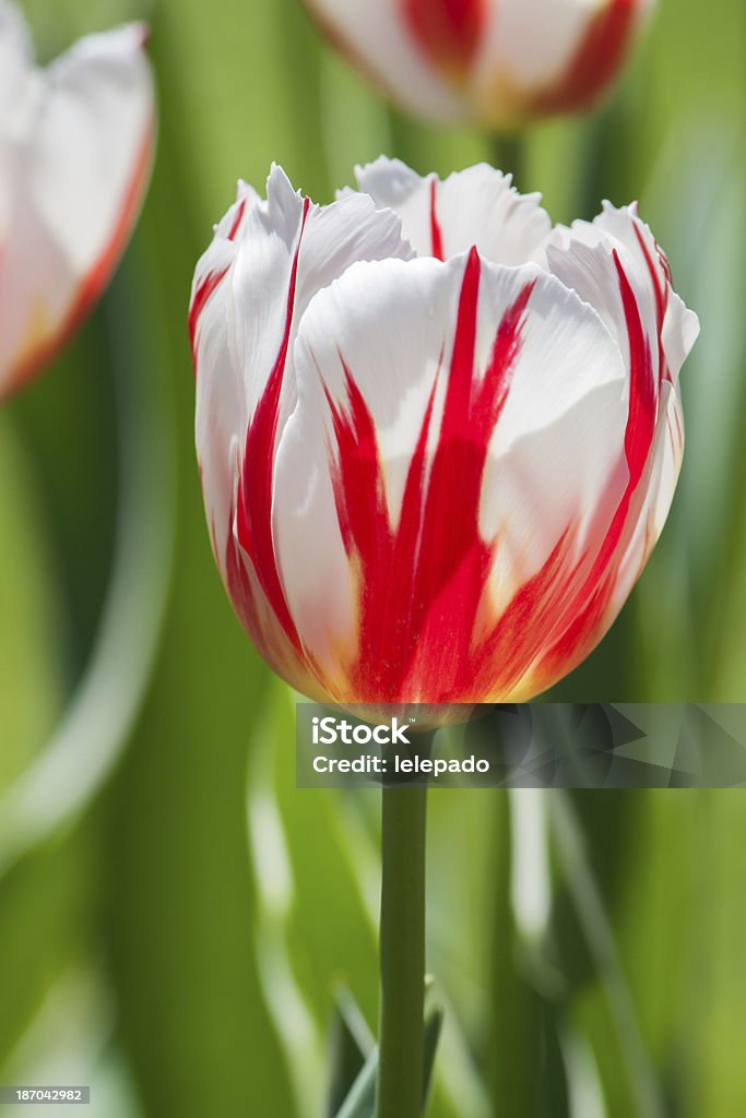 Singolo Tulipano rosso e bianco brillante - Foto stock royalty-free di Aiuola