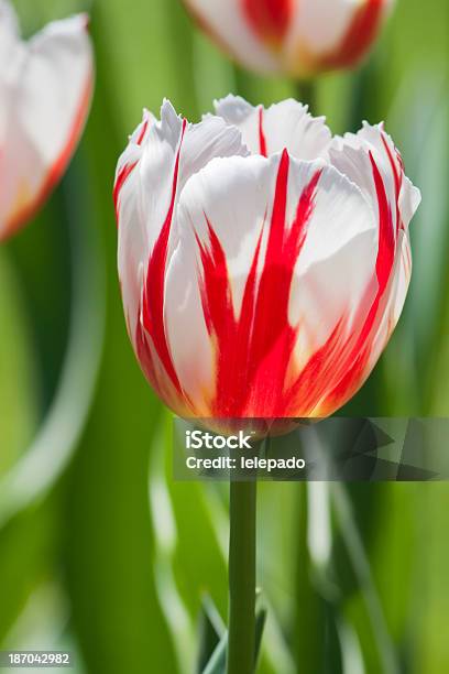 Singolo Tulipano Rosso E Bianco Brillante - Fotografie stock e altre immagini di Aiuola - Aiuola, Ambientazione esterna, Bellezza