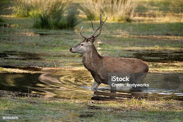 Schöne Hirsch Zu Fuß In Wasser Stockfoto und mehr Bilder von Abenddämmerung - Abenddämmerung, Bock - Männliches Tier, Einzelnes Tier