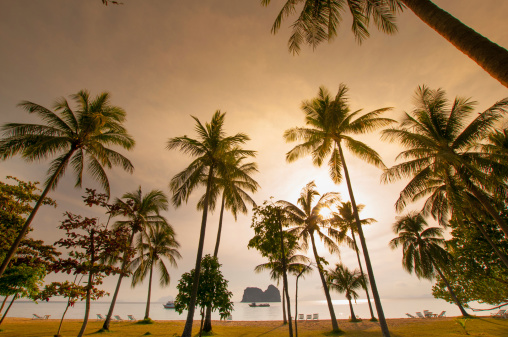 Coconut palm trees farm plantation in sunny day with blue sky background. Agriculture, food material, travel concept.