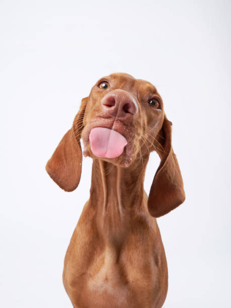 funny dog shows tongue. Hungarian vizsla in studio funny dog shows tongue. Hungarian vizsla on a white background licking nose stock pictures, royalty-free photos & images