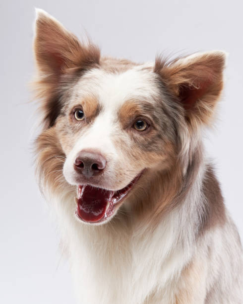 istock funny dog. Happy Border Collie curve muzzle 1870432144