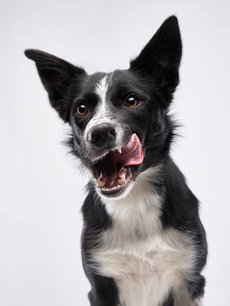 istock funny dog. Happy Border Collie curve muzzle 1870432147