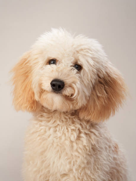 istock maltipoo on a beige background. curly dog in photo studio 1870432157